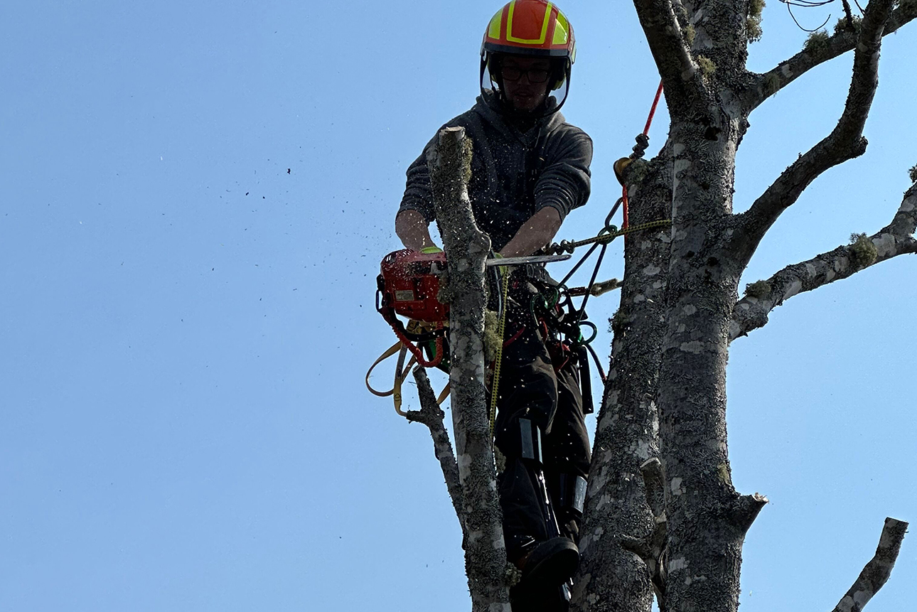 Forestry